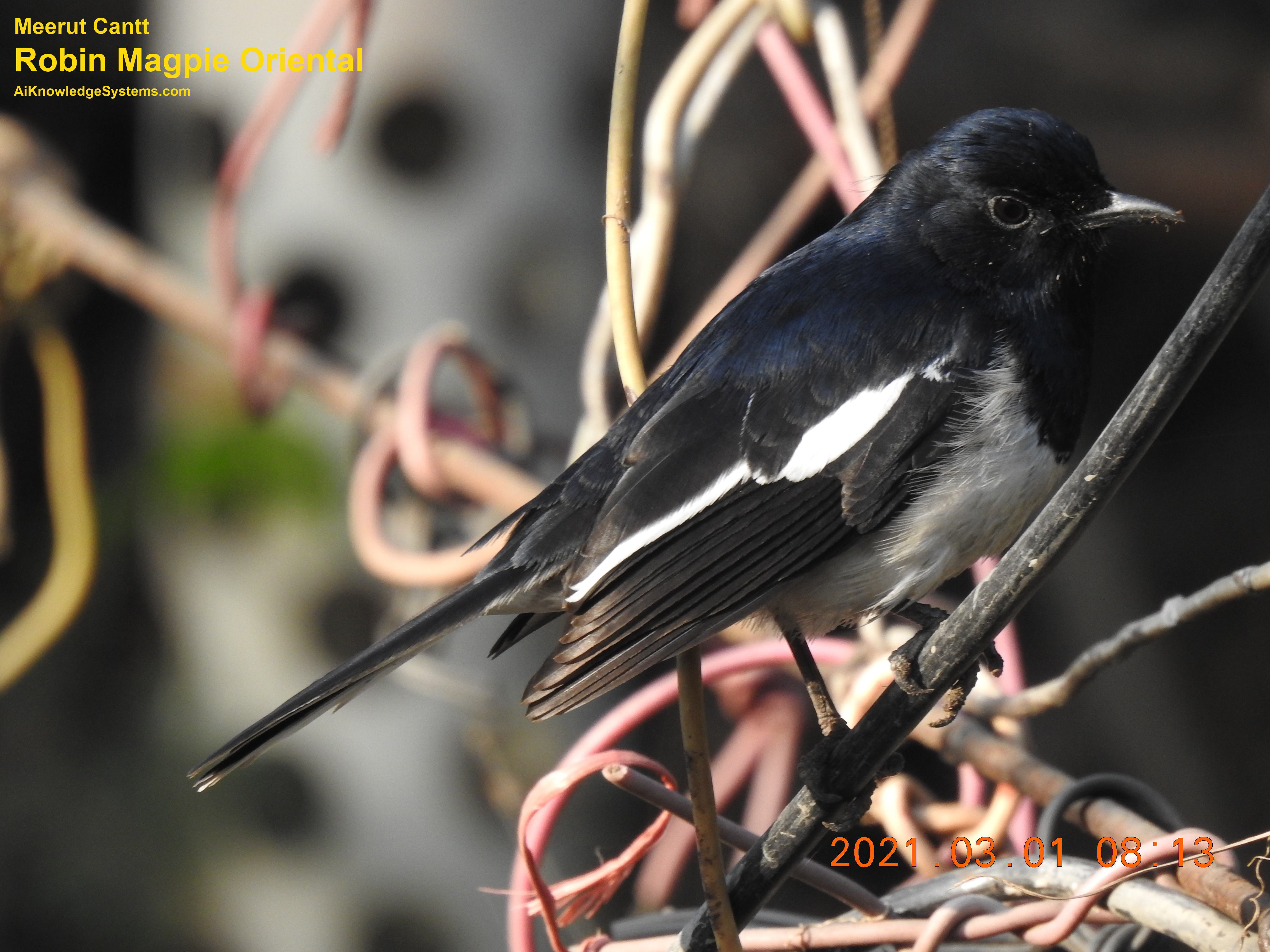 Magpie Robin (25) Coming Soon